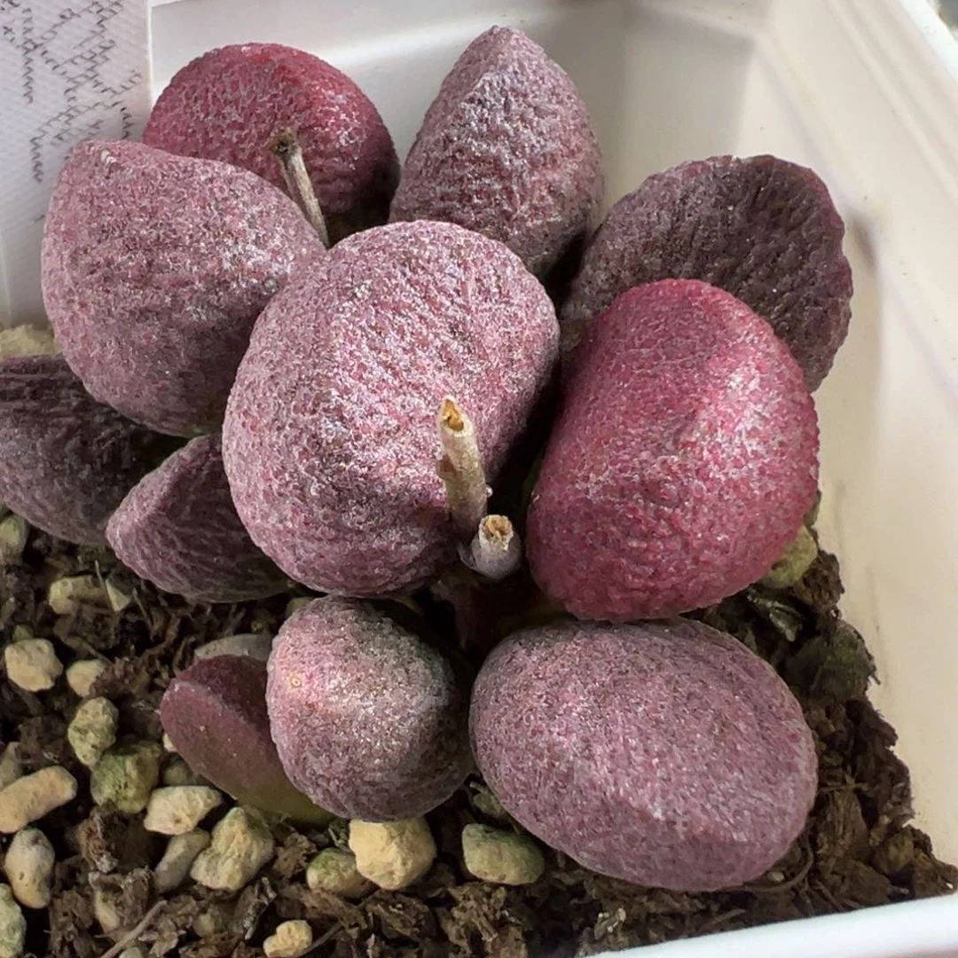 121号红烧肉多肉植物水泡多肉植物
