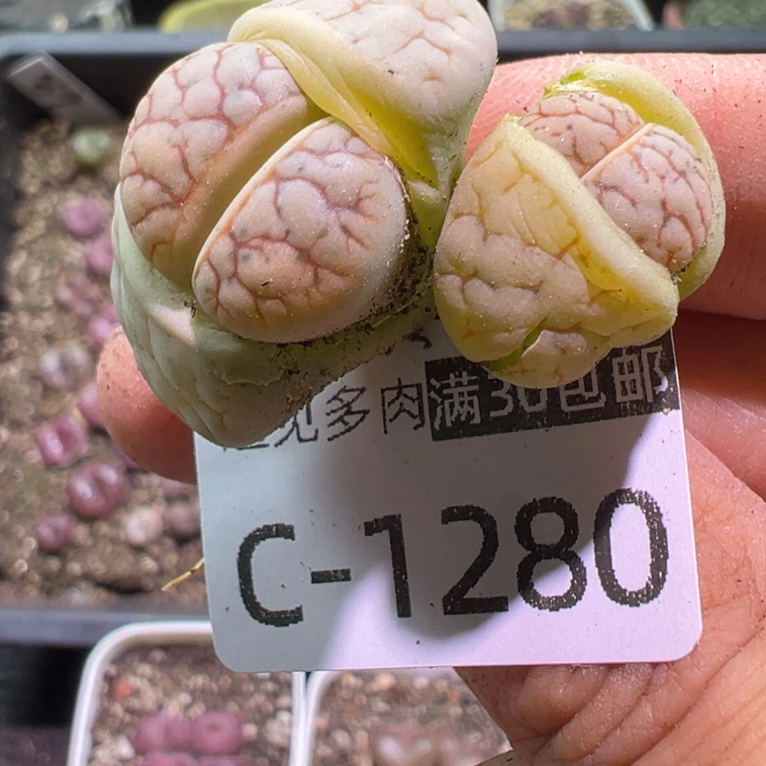 多肉植物11111111111111