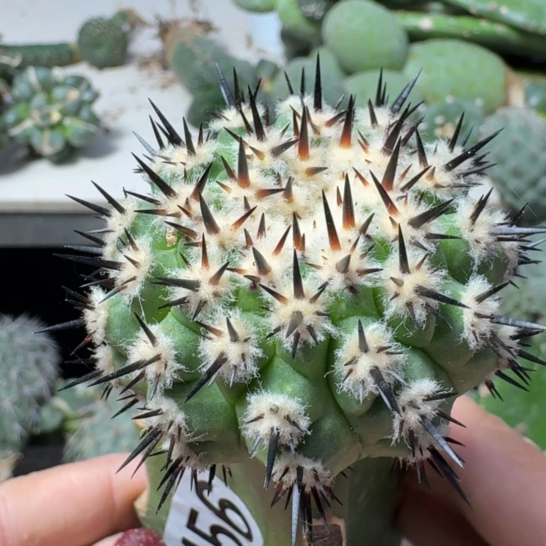 【闪购商品】无花朵福利产地黑王456