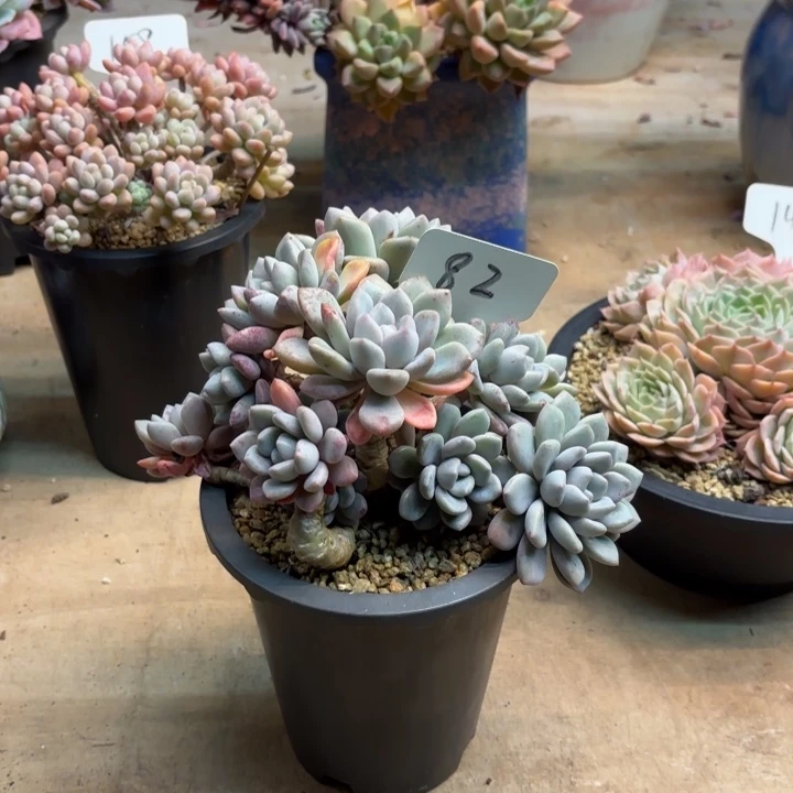 多肉植物，白露82号