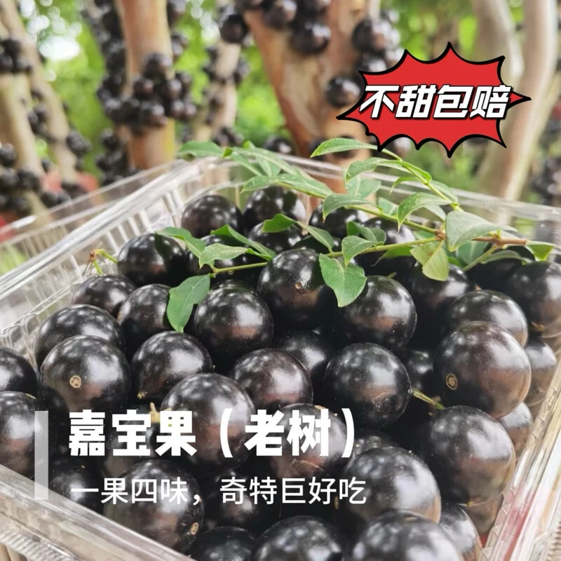 老树嘉宝果 沙巴树葡萄 现摘现发 产地直发 香味独特 大果 顺丰