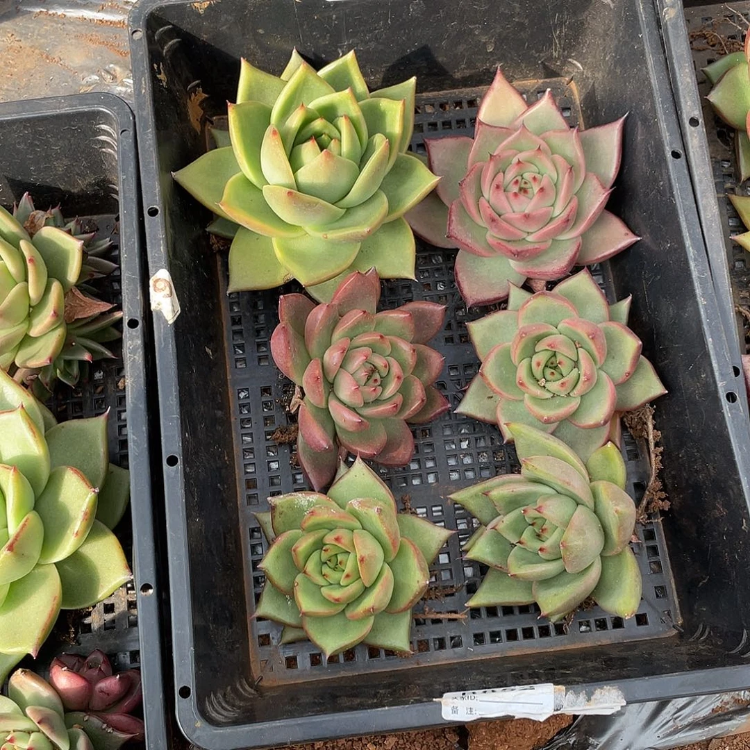 若如东云单拍A564