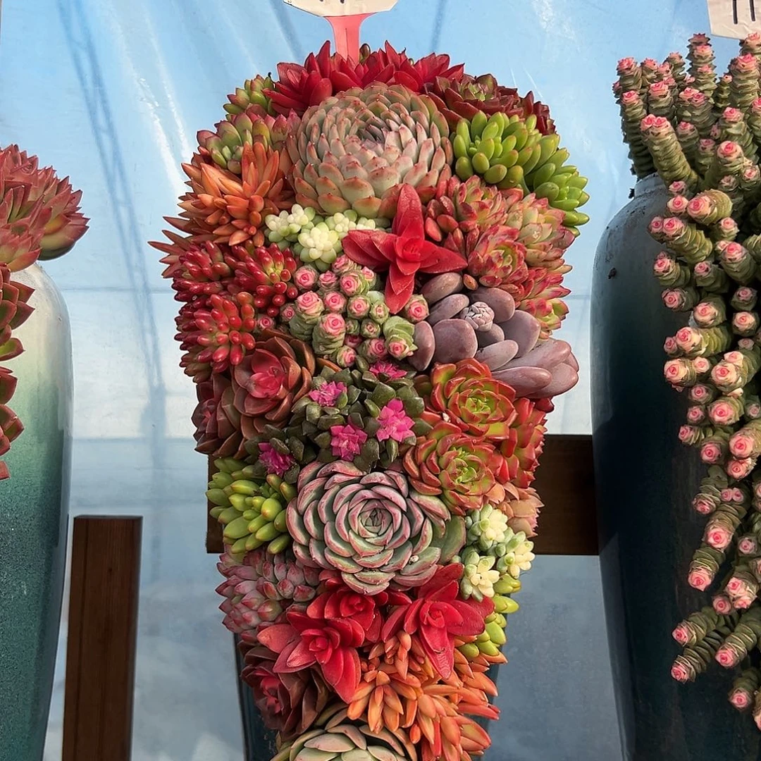 112全家福多肉嘴啊花园