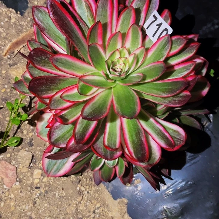 710荔枝多肉植物