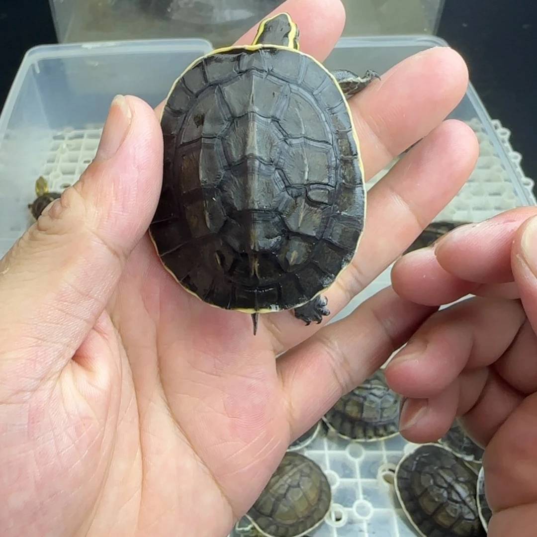 母宠物龟?****?福利安布，