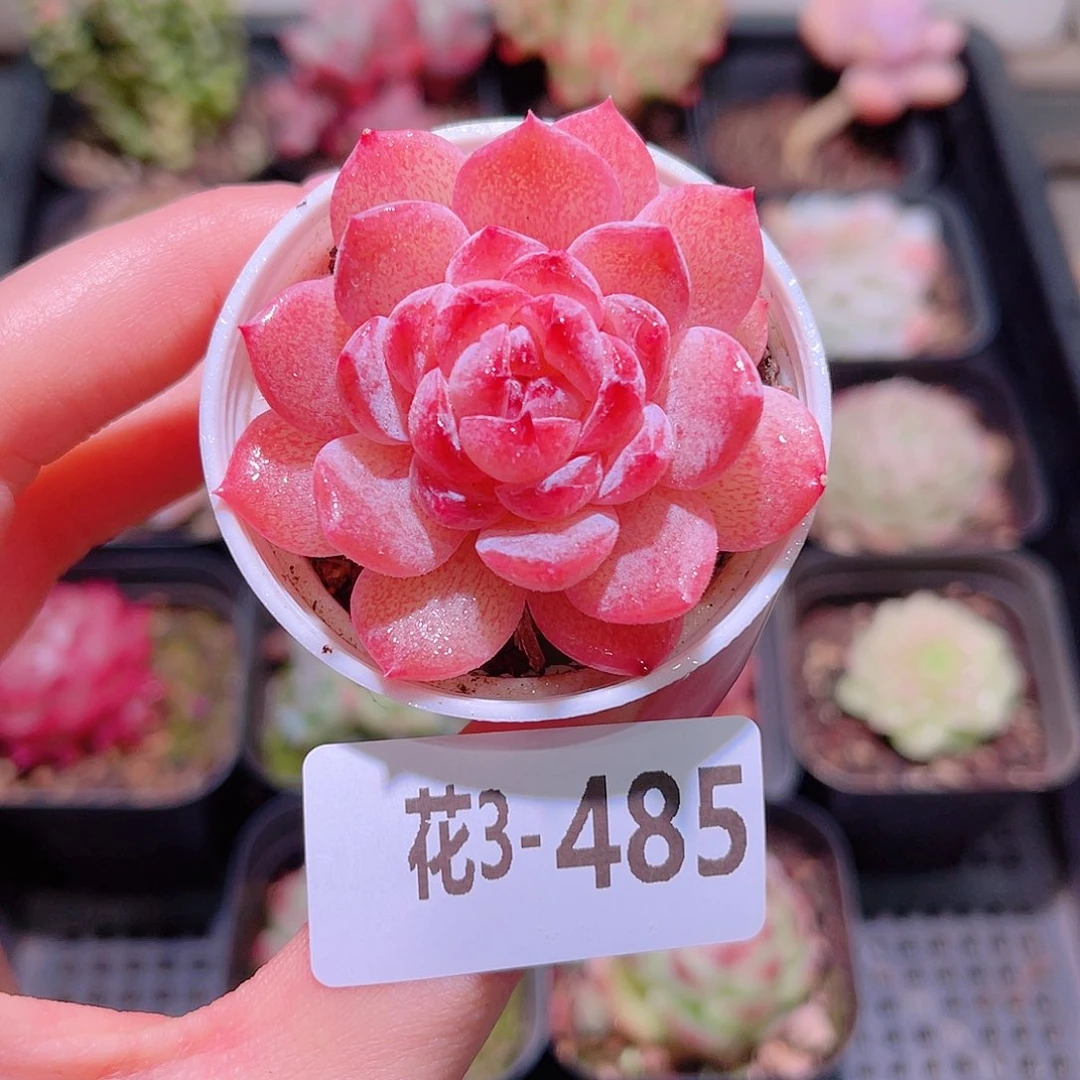 花利美3-485果汁