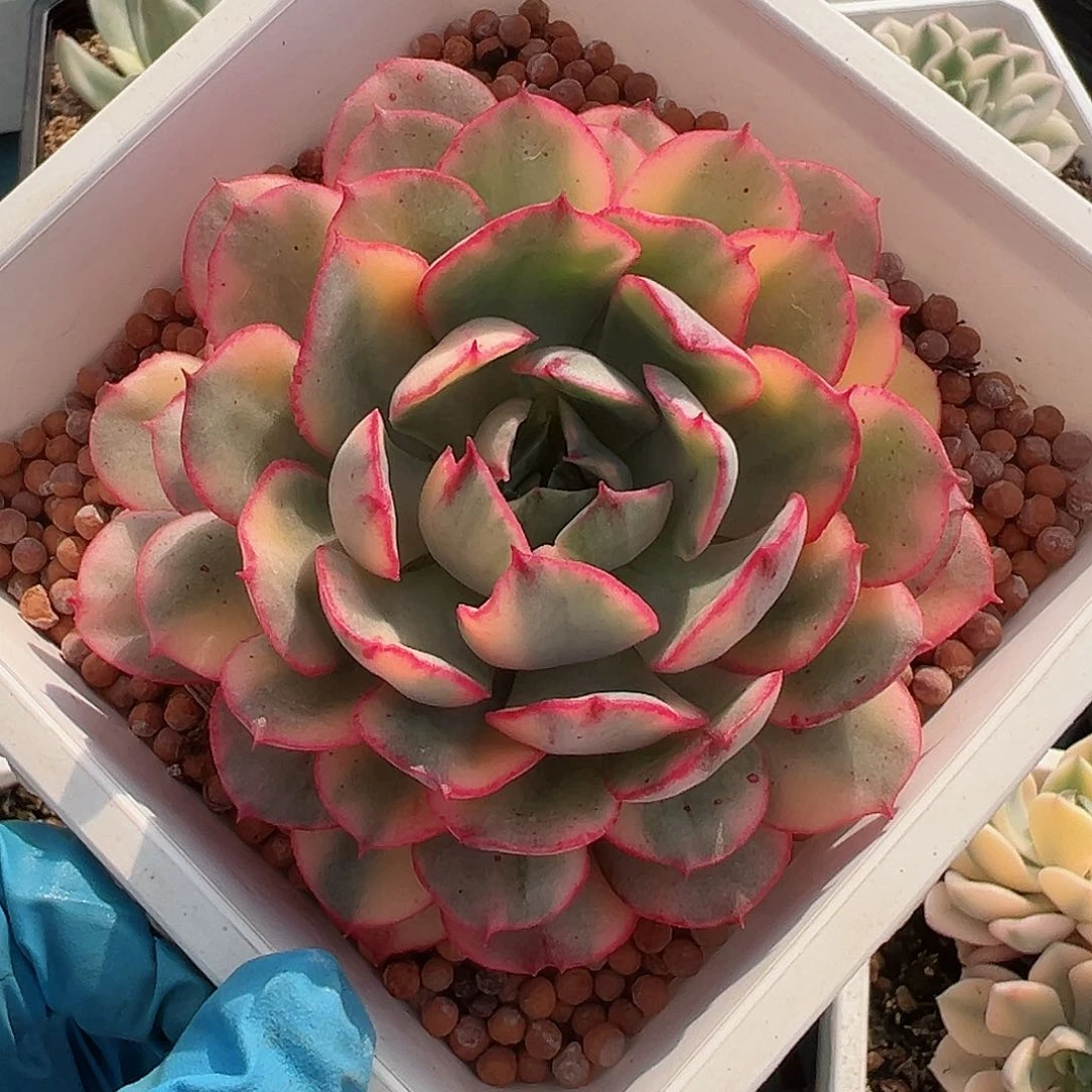 般若锦，覆轮锦多肉植物