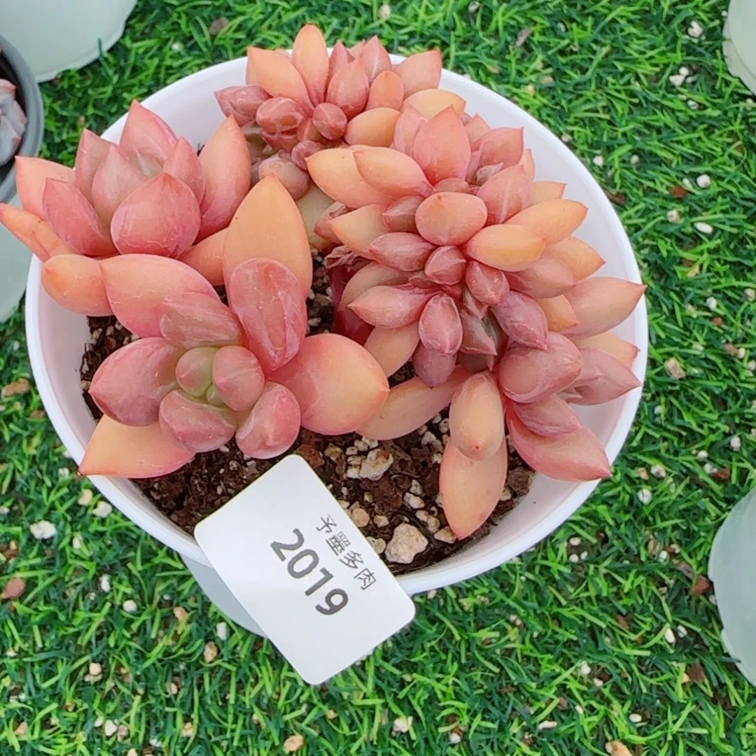桃花源小树缀，2019多肉植物