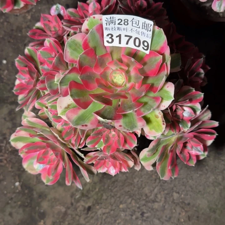 31709女巫多肉植物