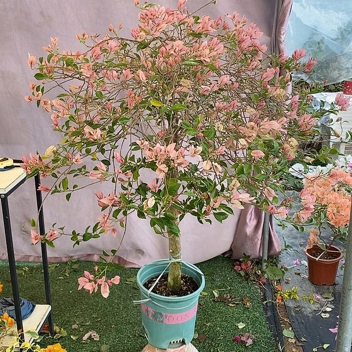 大量花朵（建议范围：8朵-15朵 或40%以上）婆罗洲樱花