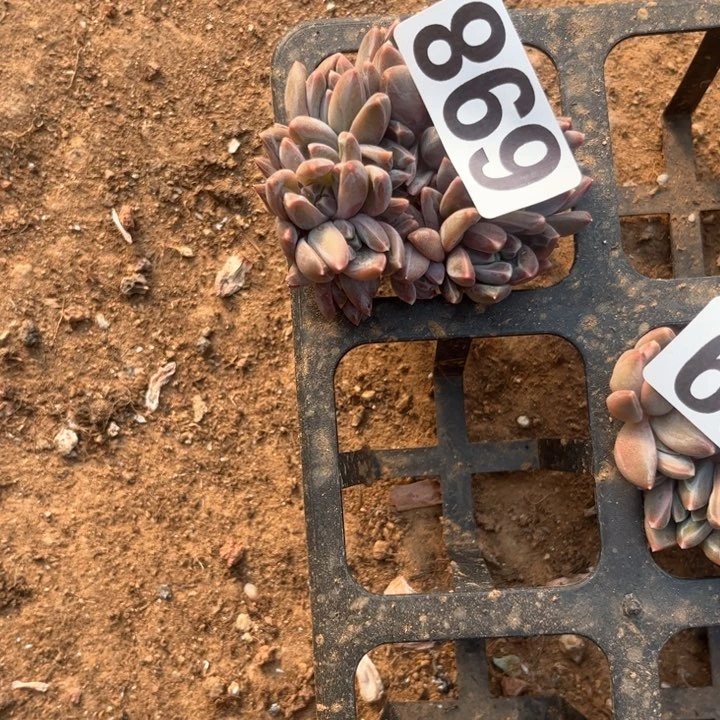 ?**?多肉植物一物一拍