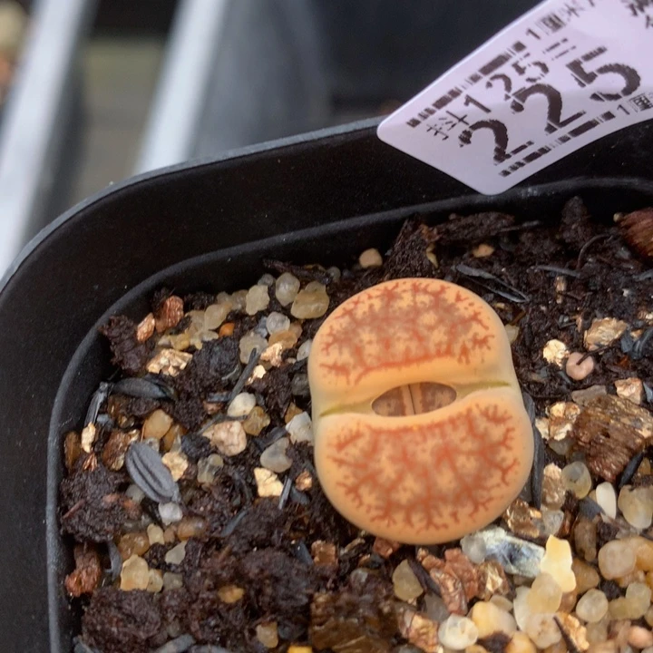 抖***谱精品生石花125.225