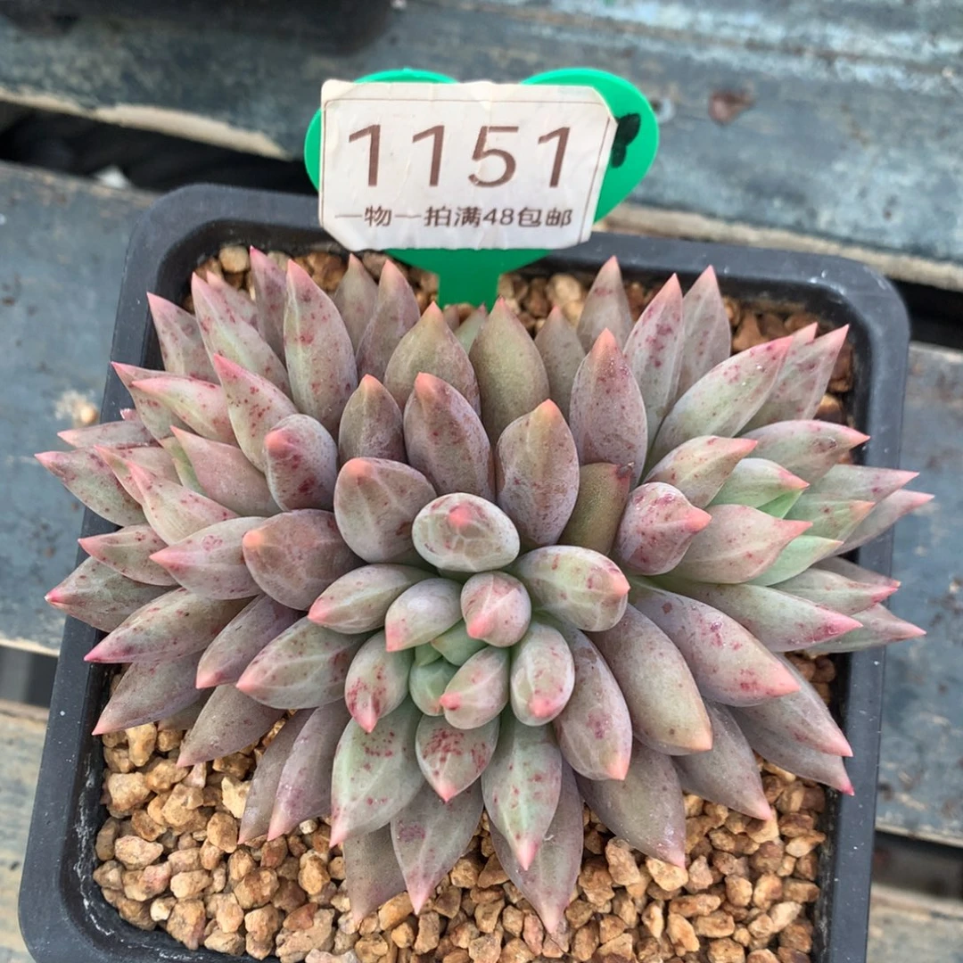 水晶球老桩一物一拍