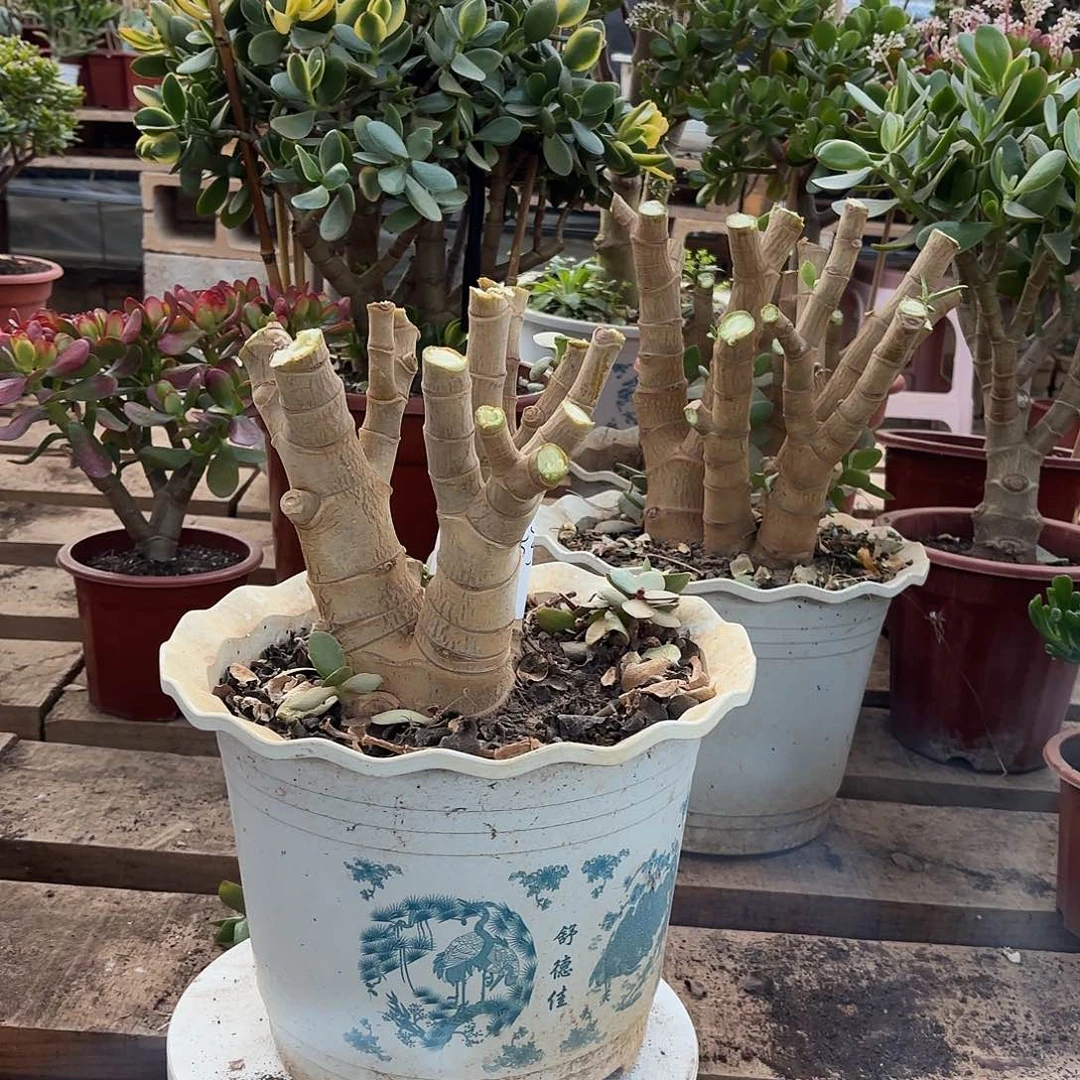 拾***烊0353新花月锦土球发货