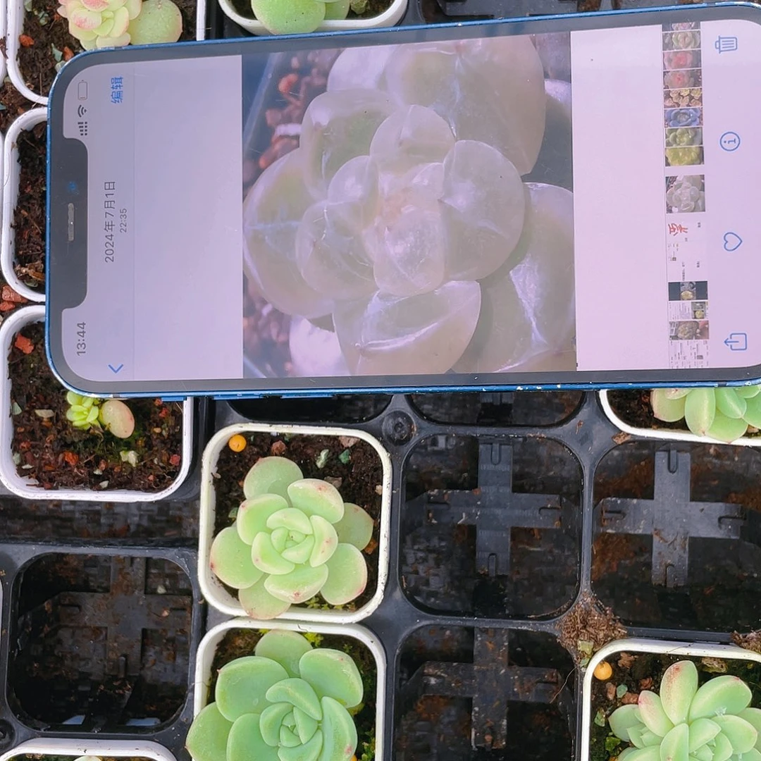 钻石珍妮4号 中盆一个满25包邮