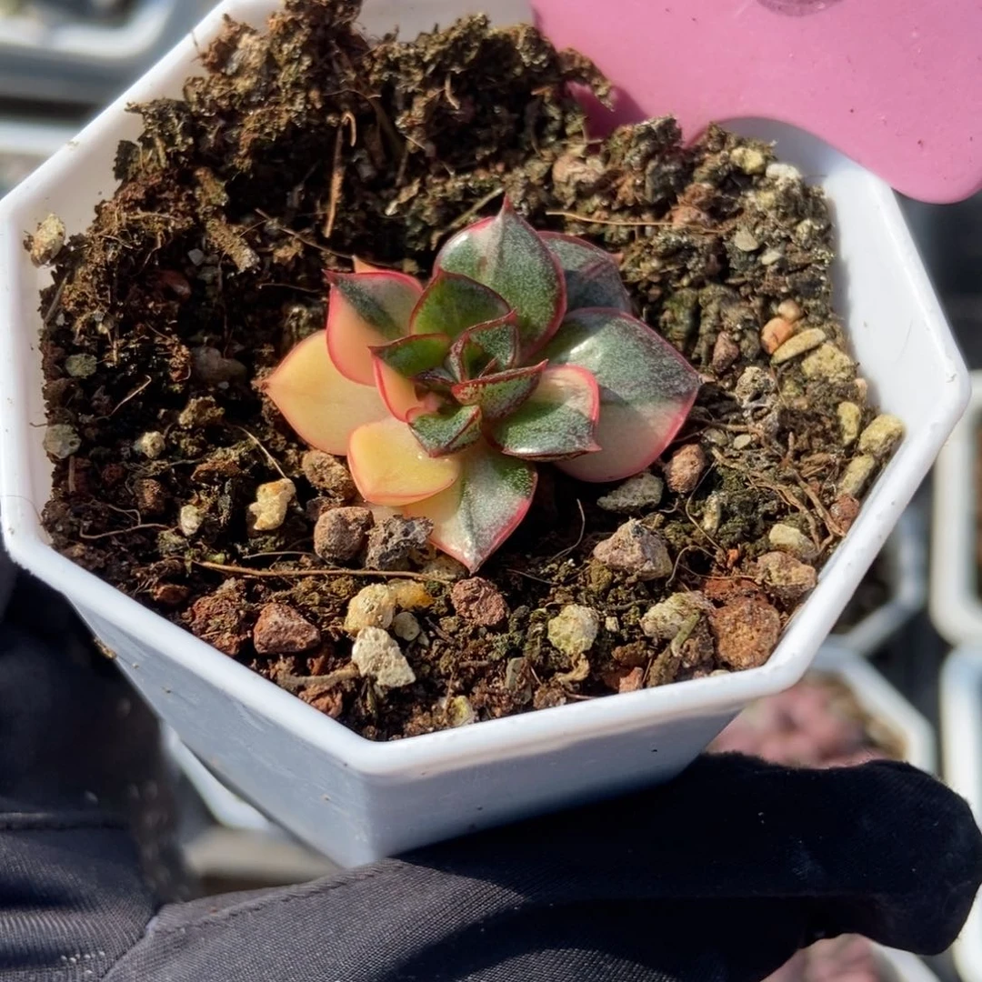926麒麟座锦多肉植物