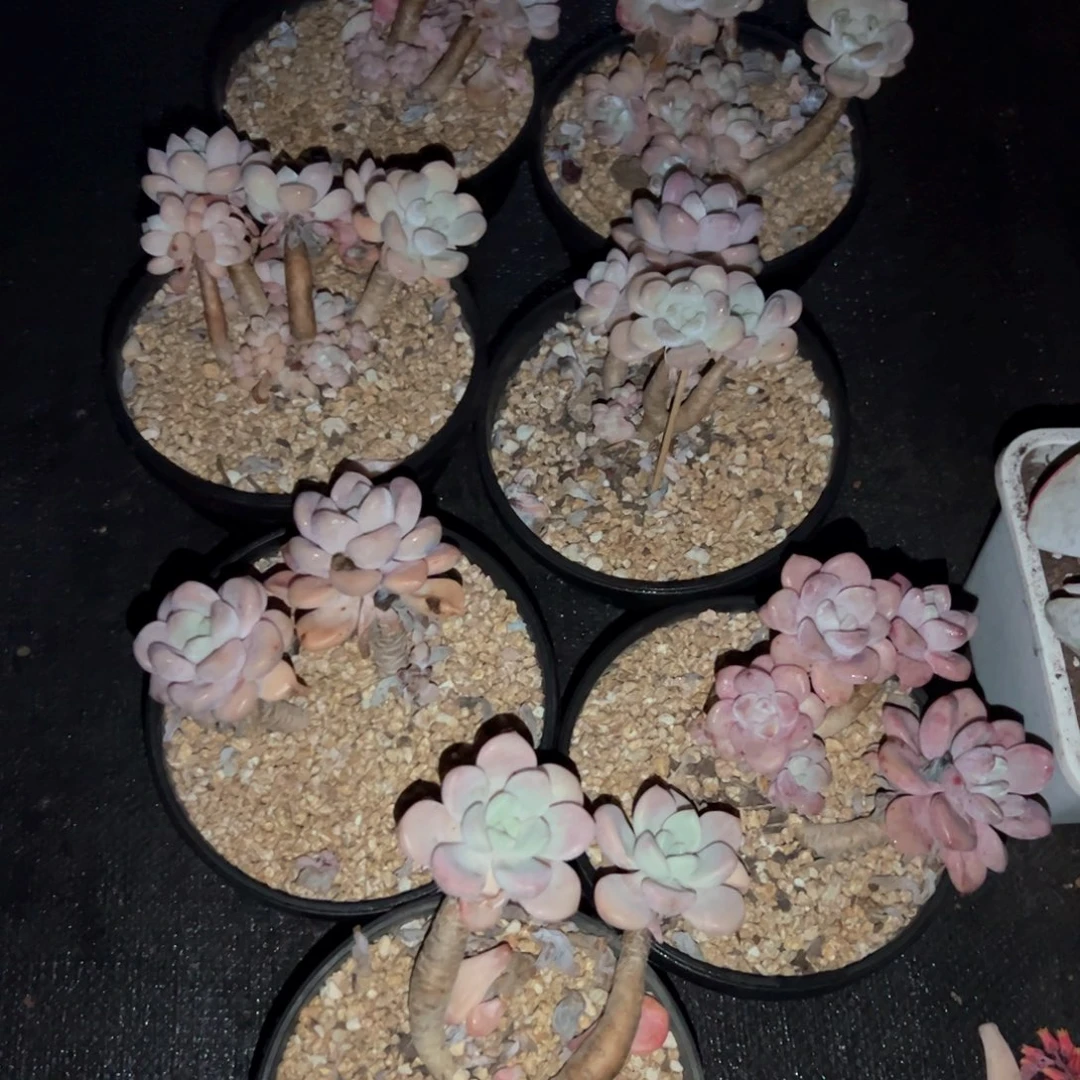 *️****七颗32零零多肉植物