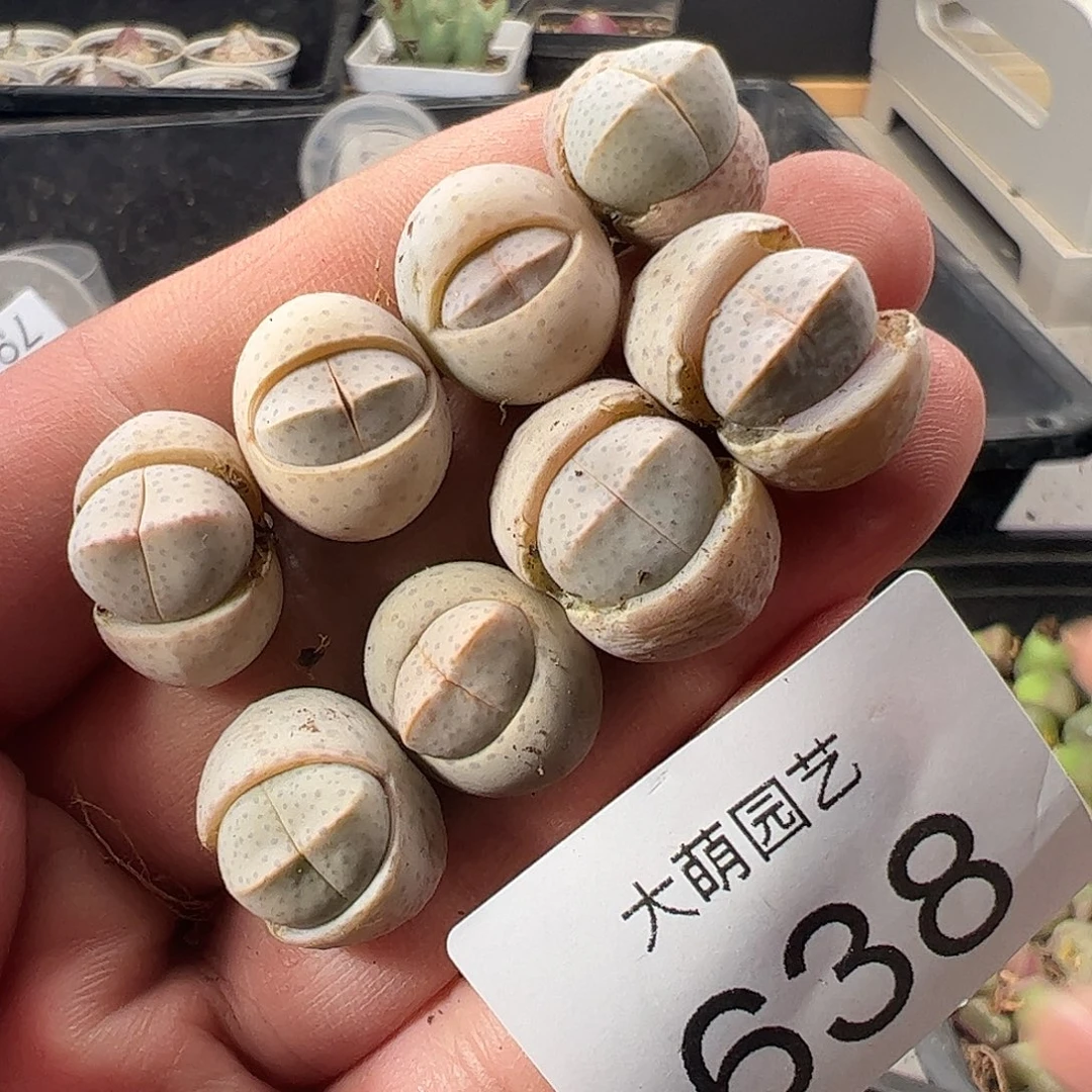 一物一拍清盒福利默认有瑕638