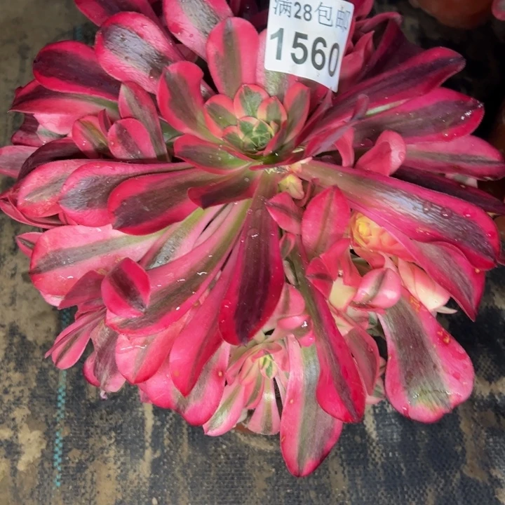 1560南美杜莎多肉植物