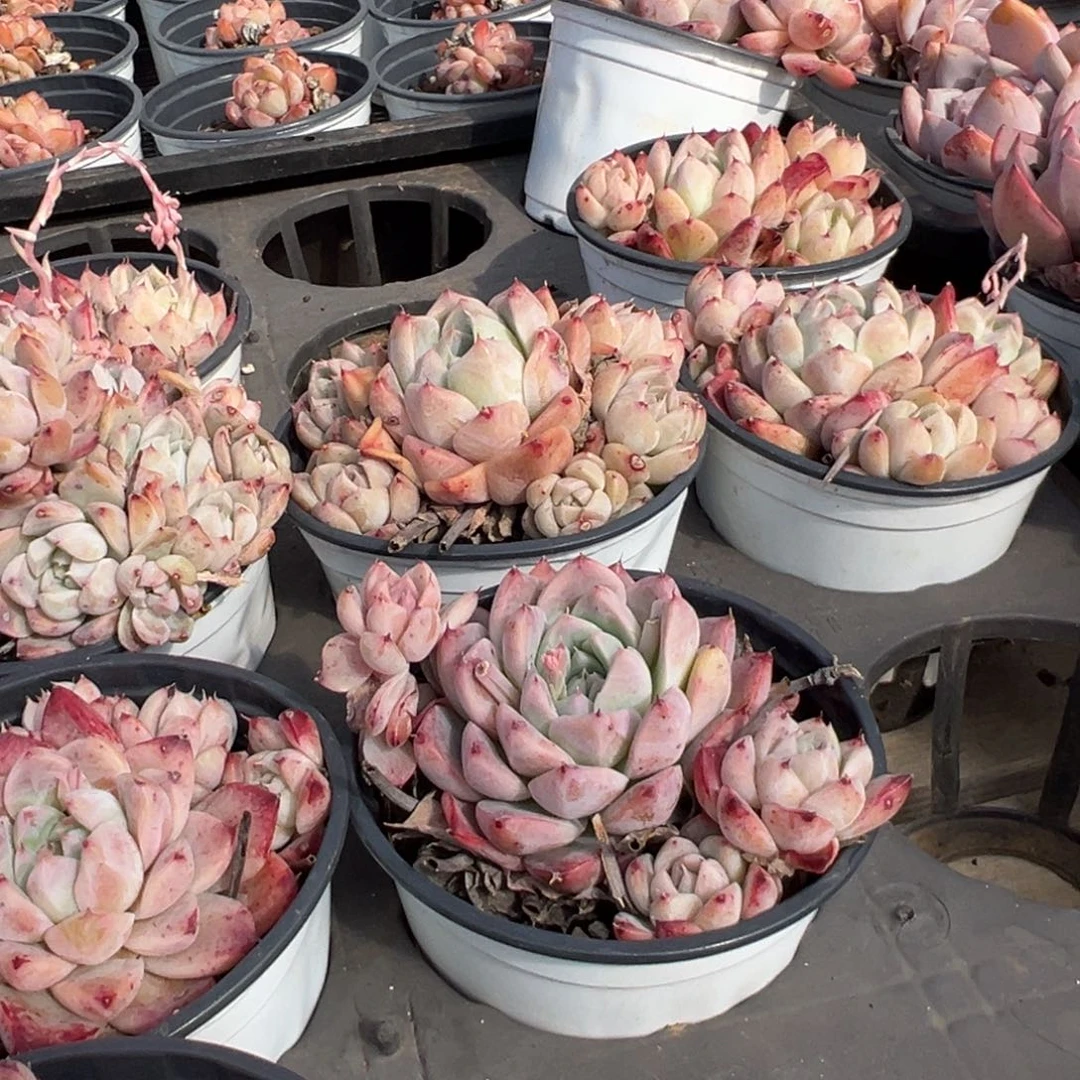 春季大福利90盆阿尔巴佳人