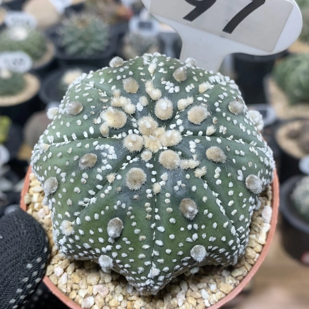 97号实生大海星兜7.3cm