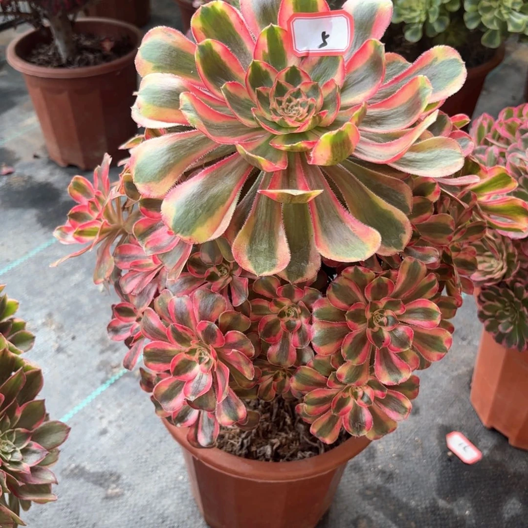 全部花朵5初恋多肉植物