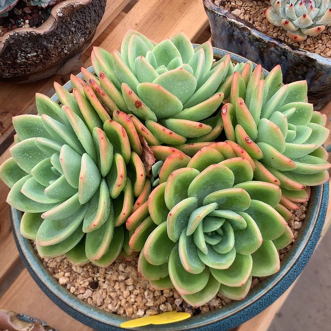 多肉植物一物一拍伯爵