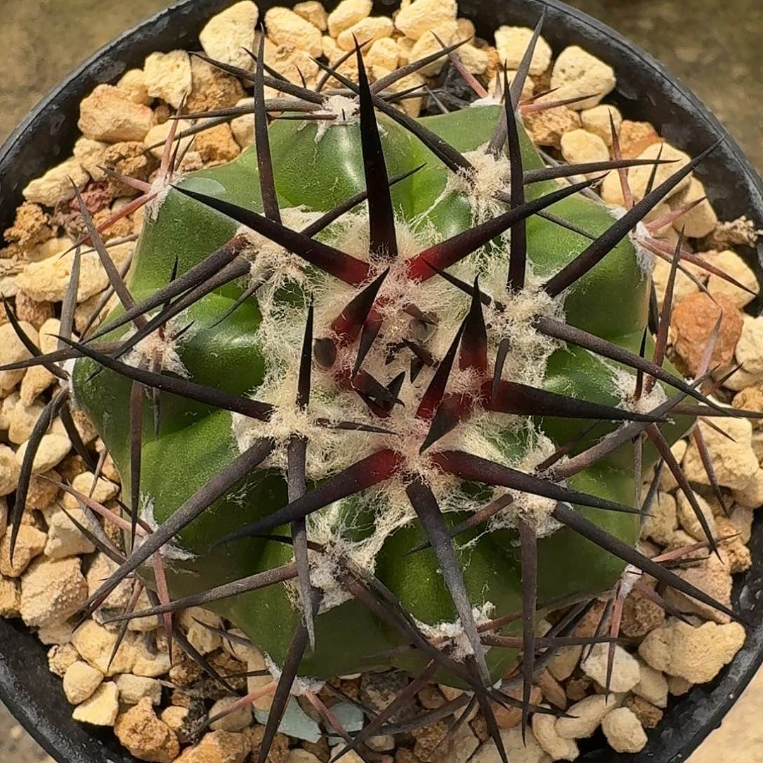 直播间，150包，套，专拍