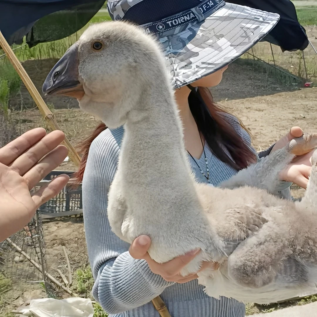 网红宠物鸭鹅包邮