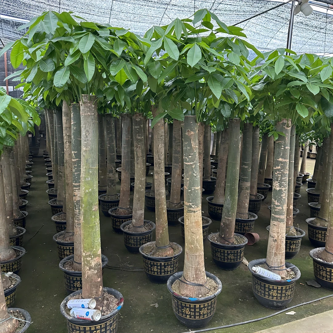 发财树大型绿植室内好养大型招财树绿植物客厅办公室乔迁开业送礼