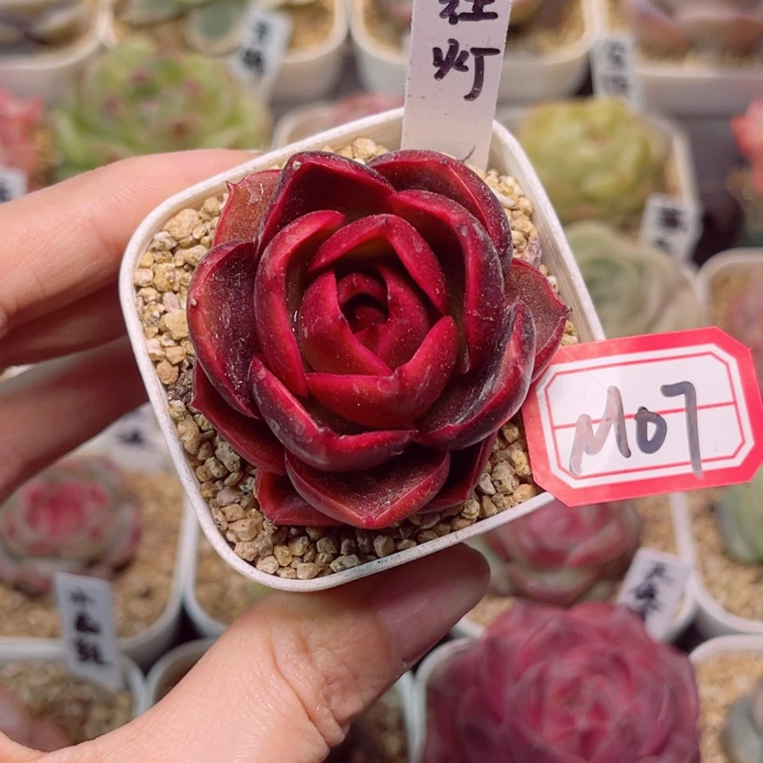 星*～M07红灯一物一拍