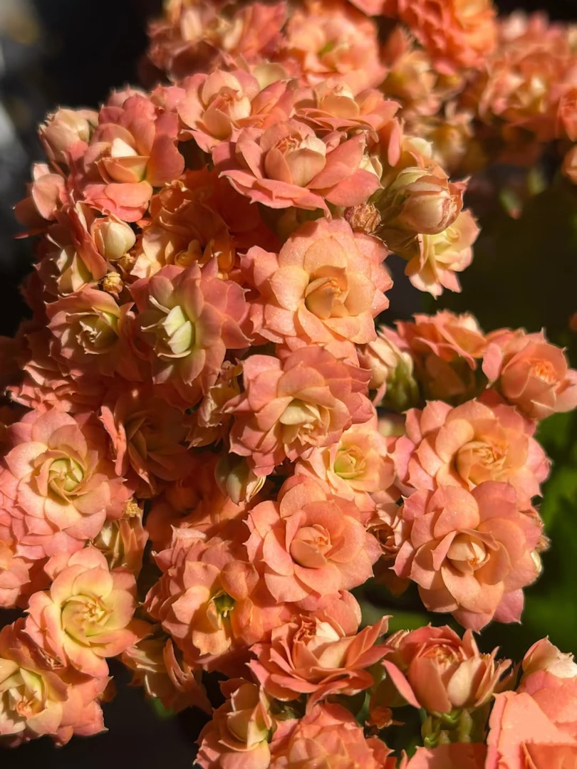 秋香 一代独杆 110原盆原土