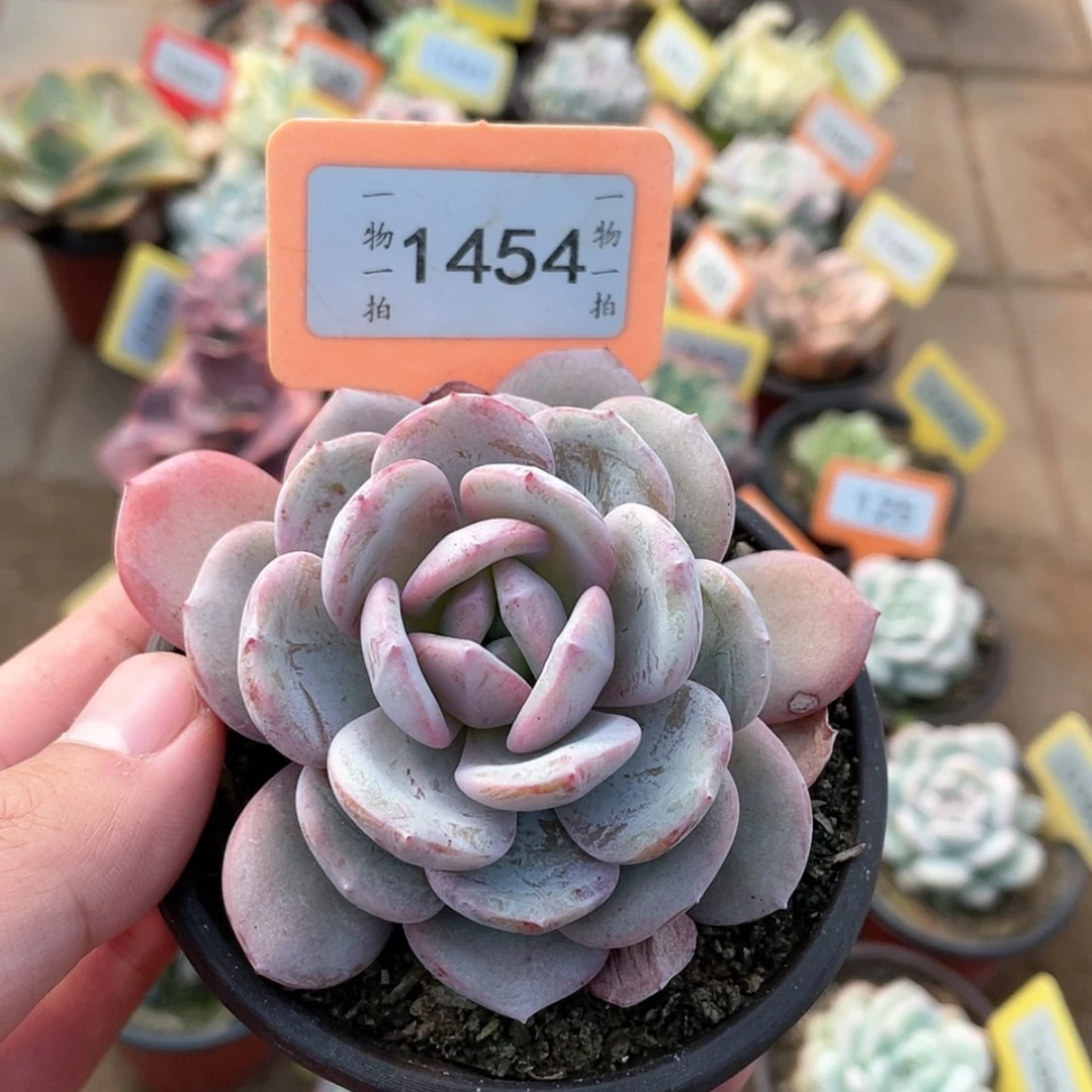 【闪购商品】1454号