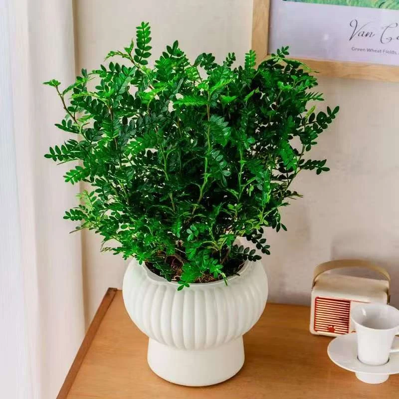 驱蚊植物驱虫清香木盆栽芳香胡椒木送盆送肥夏季必备花卉绿植四季