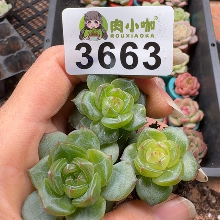 多肉植物多肉植物