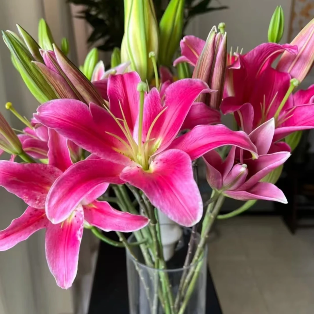 西诺红香水百合东北鲜花顺风包邮