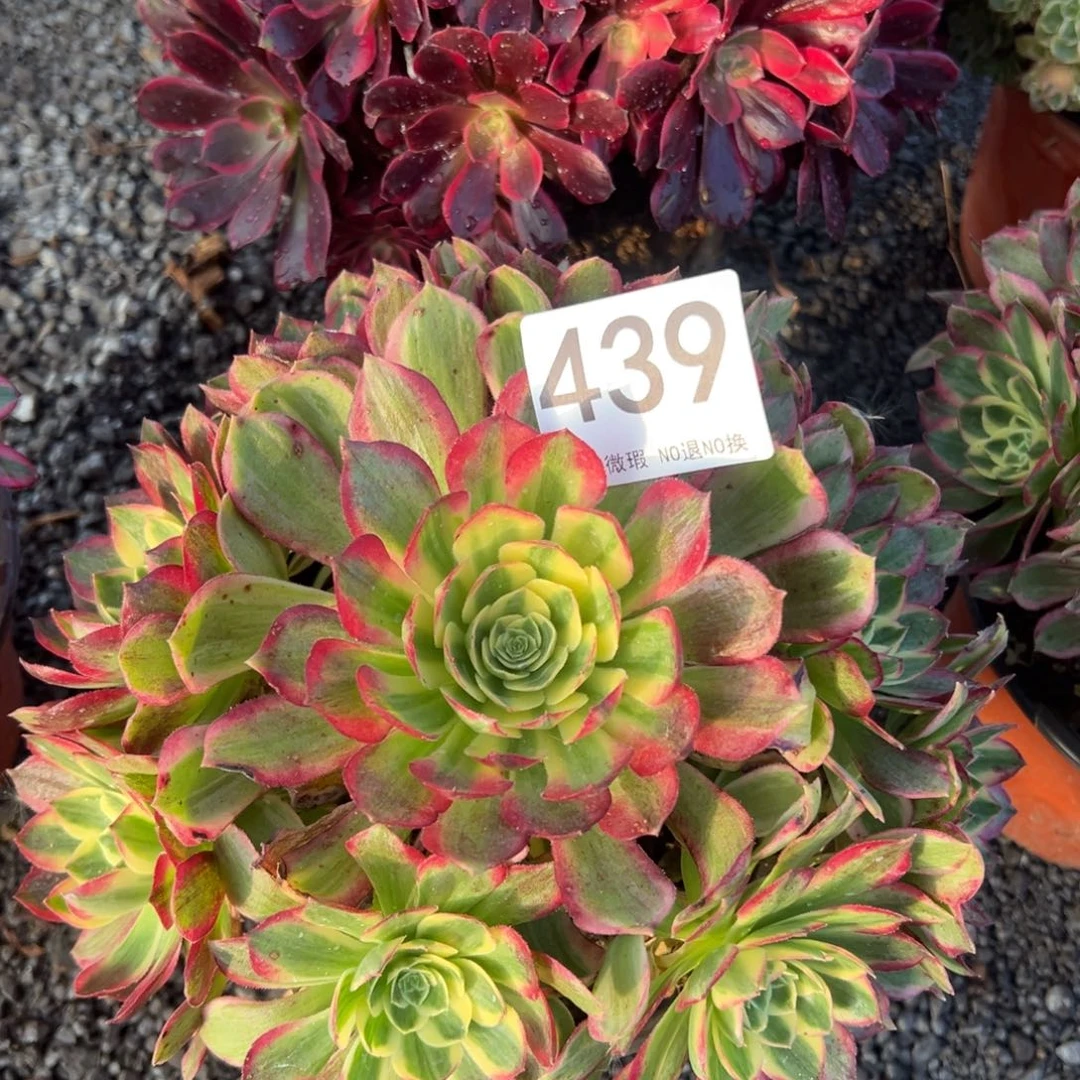 我是真的很喜欢这个