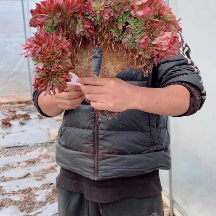 红袖醉话25号多肉法师