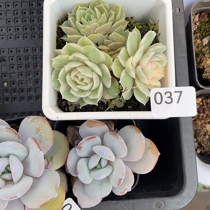 37。昂斯洛锦。