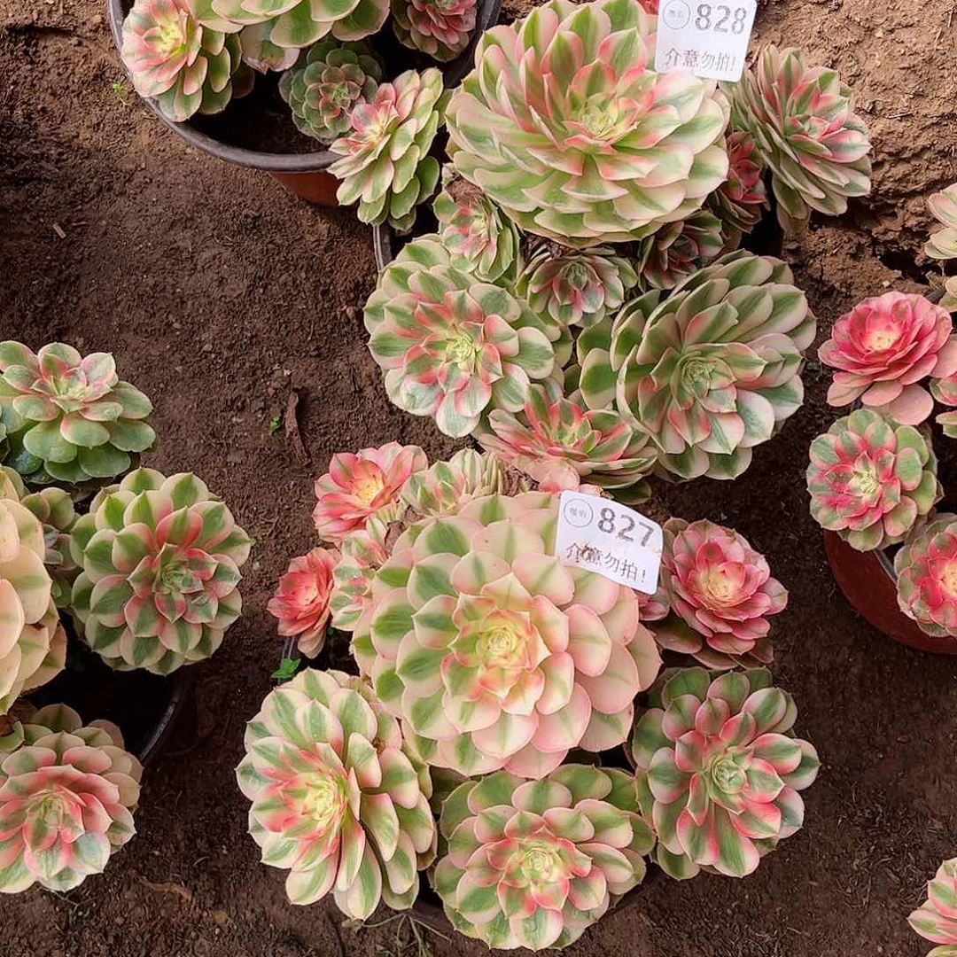 无花朵敏多肉植物组合828