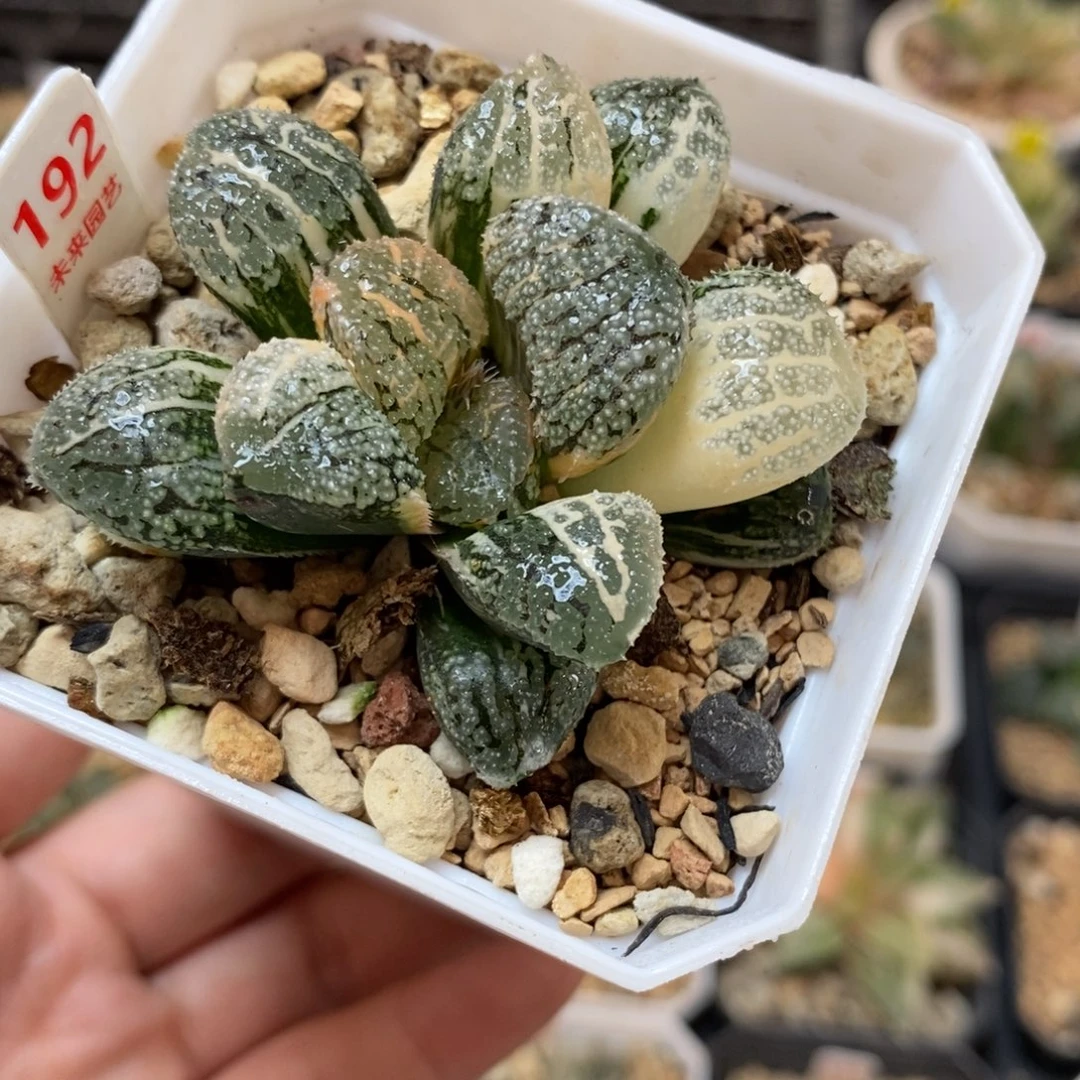 192湖斑趋势摩多寿锦一物一图