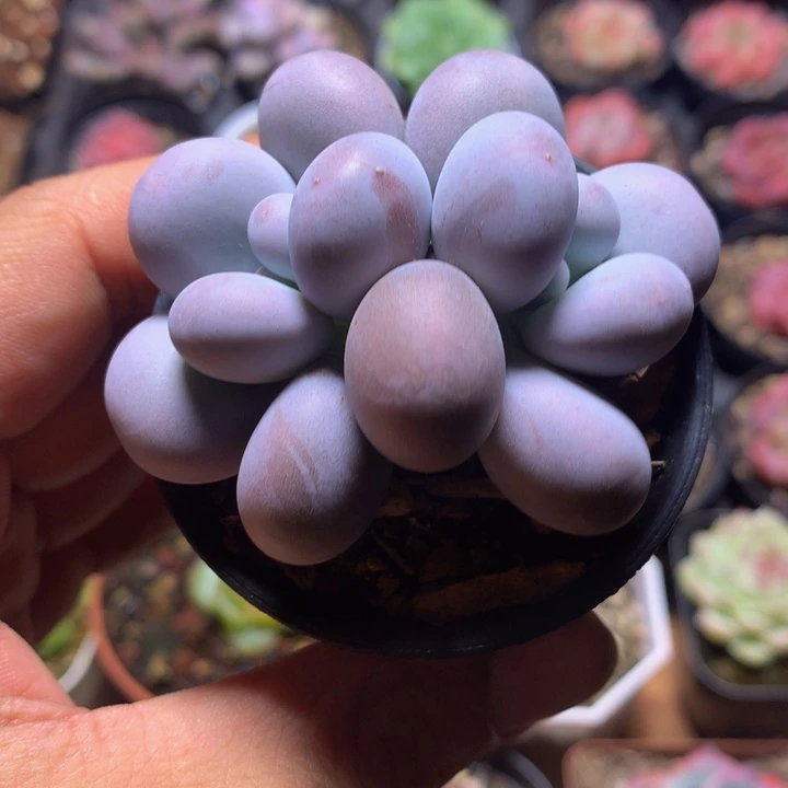 奶咯双头一物一拍