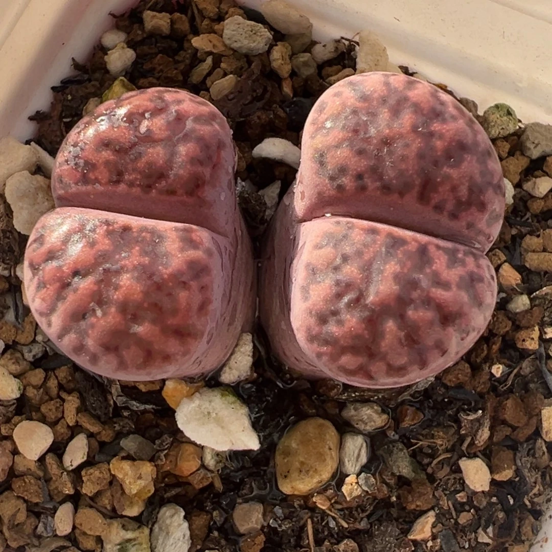 258多肉植物种类多样