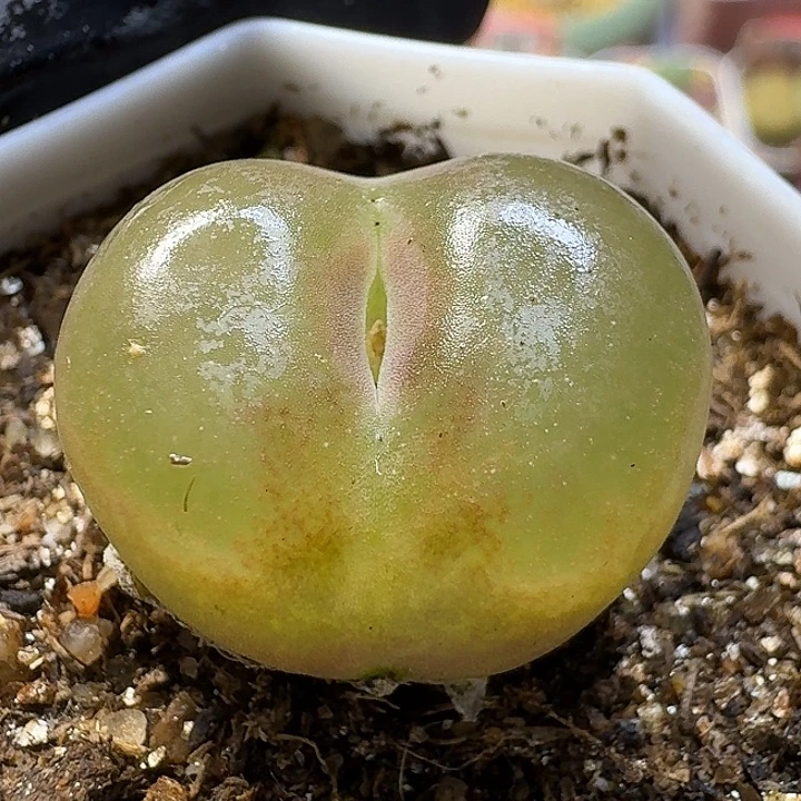 生石花111111。  160