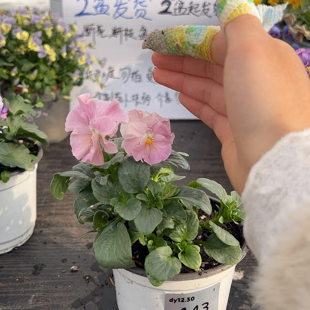 当前无花朵，栽培后可花朵143号