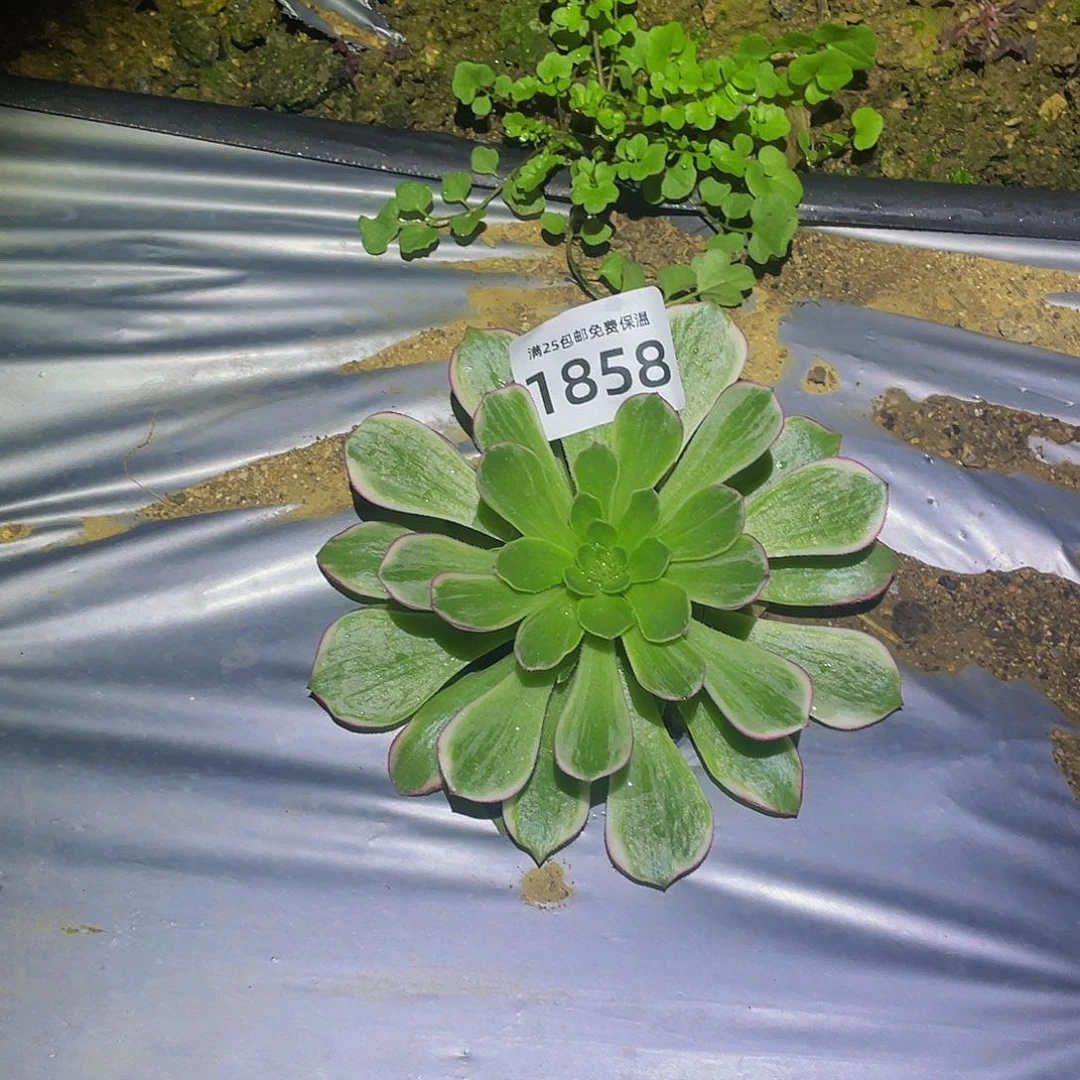 1858万花筒多肉植物