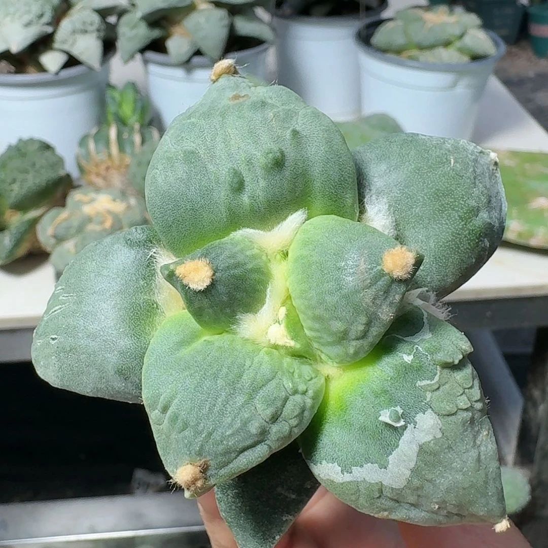 【闪购商品】无花朵每***奇怒涛571