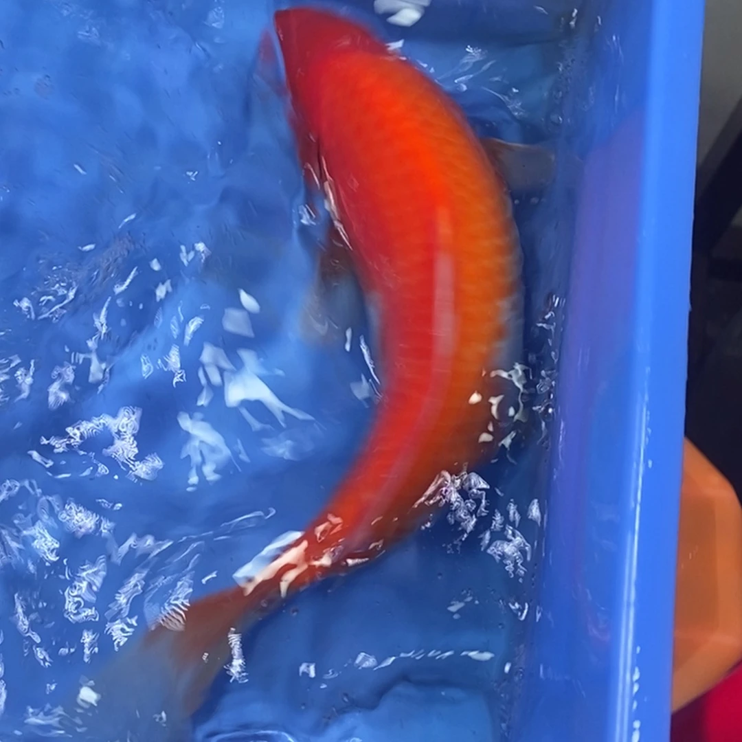 锦鲤冷水锦鲤包邮