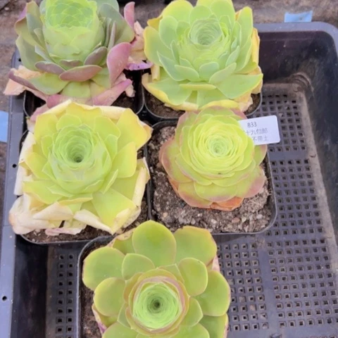 833 裸根不带土发货福利