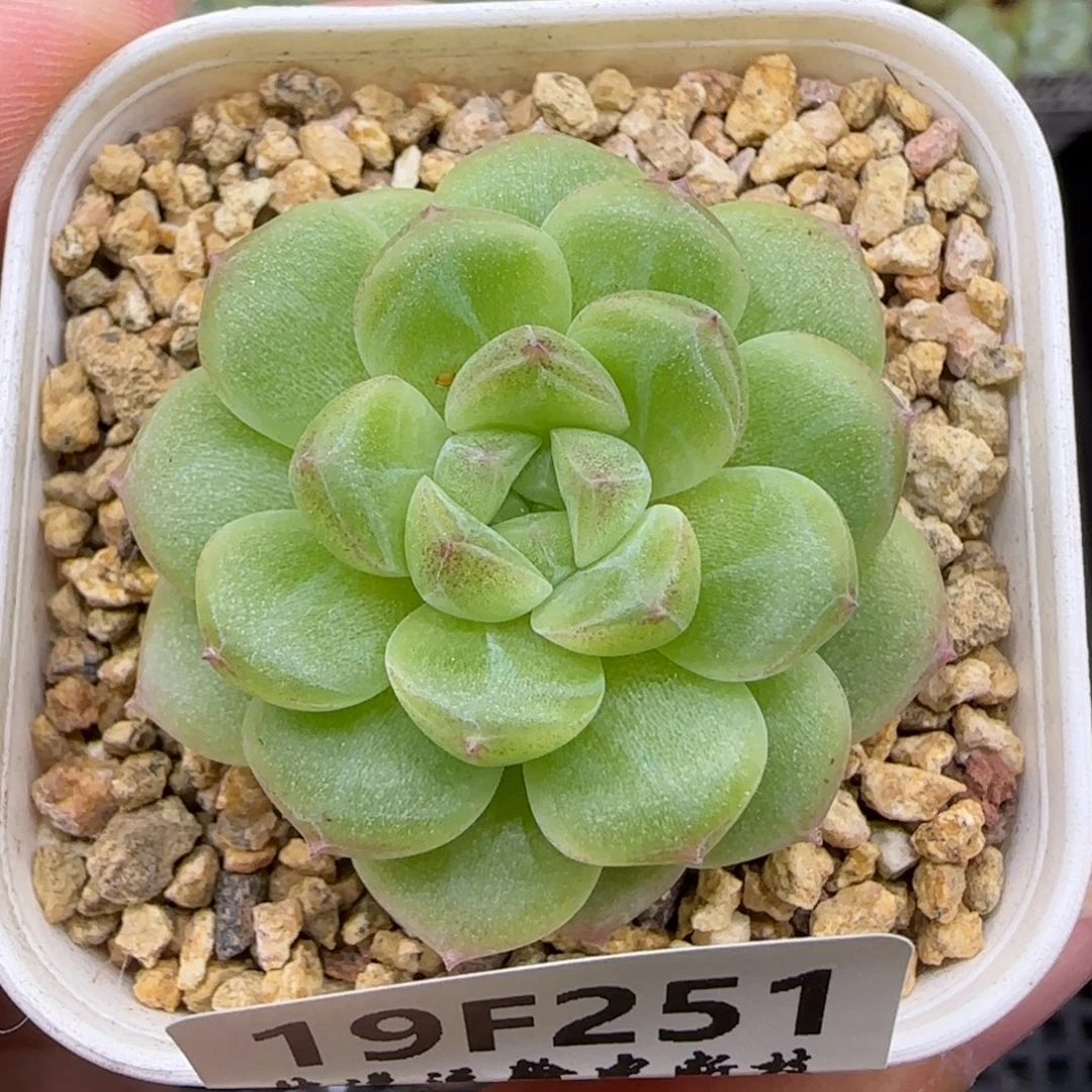 【满19.9包邮非偏远】251珍妮